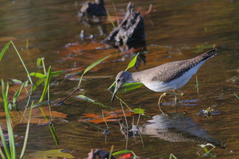 Solitary Sandpiper - ML494503201