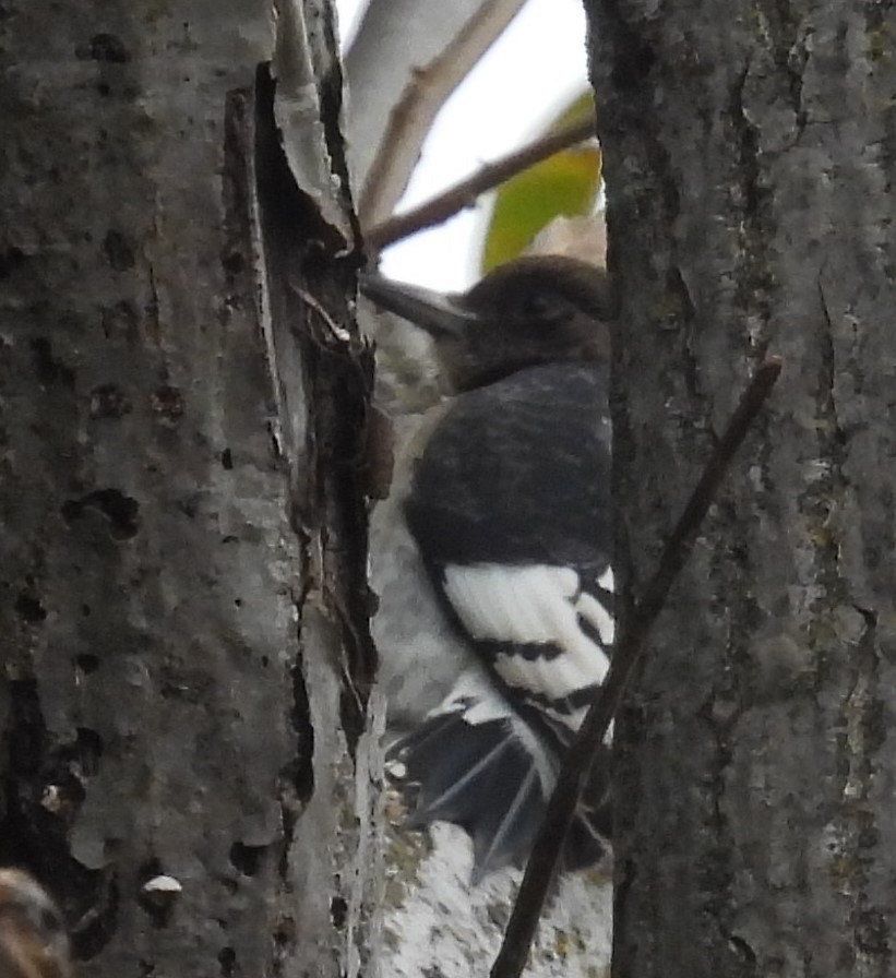 Red-headed Woodpecker - ML494505021