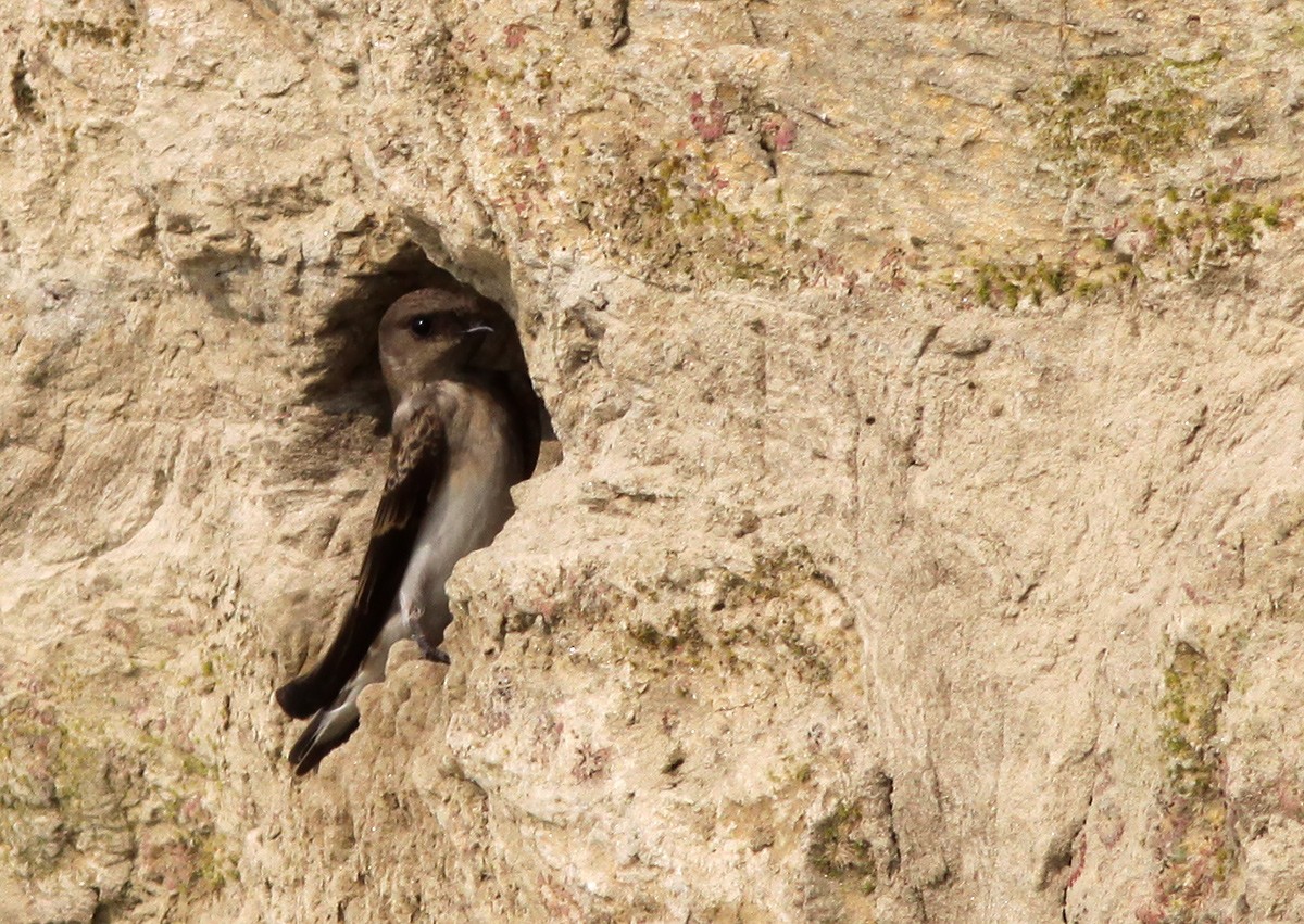 Gray-throated Martin - ML49450541