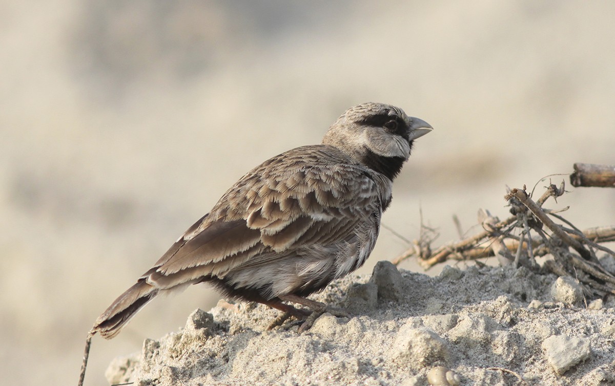 Ashy-crowned Sparrow-Lark - ML49450591