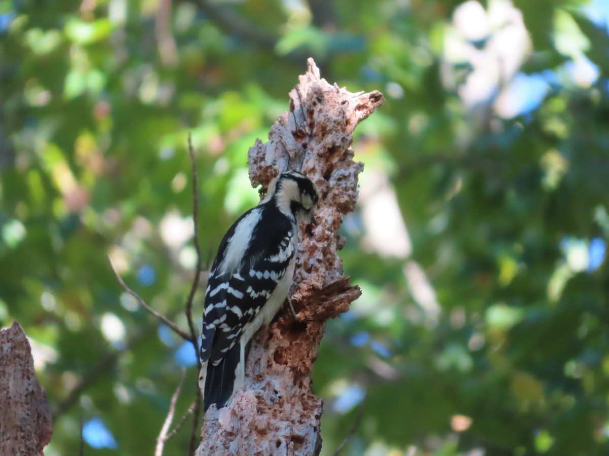 Downy Woodpecker - ML494506151