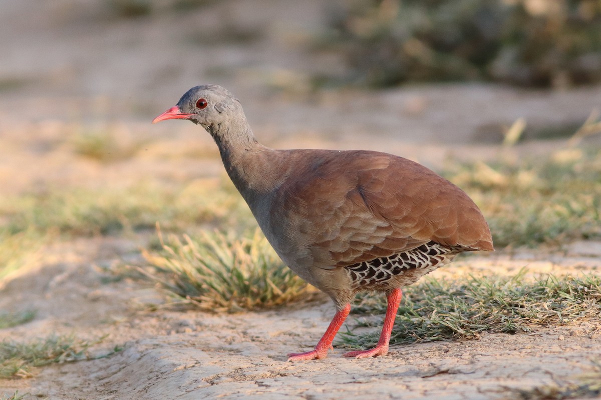 Small-billed Tinamou - Luiz Alberto dos Santos