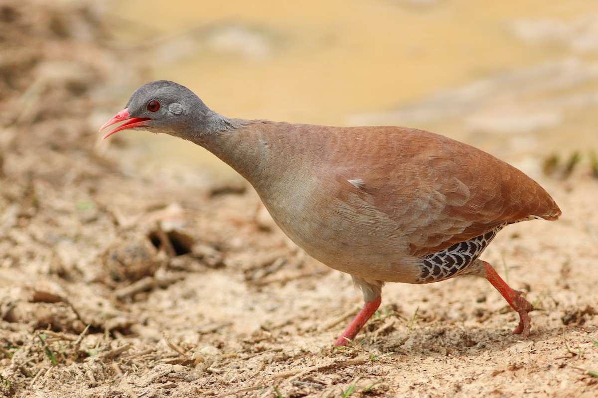 Small-billed Tinamou - ML494506281