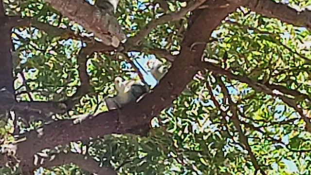 Rosy-faced Lovebird - ML494508851