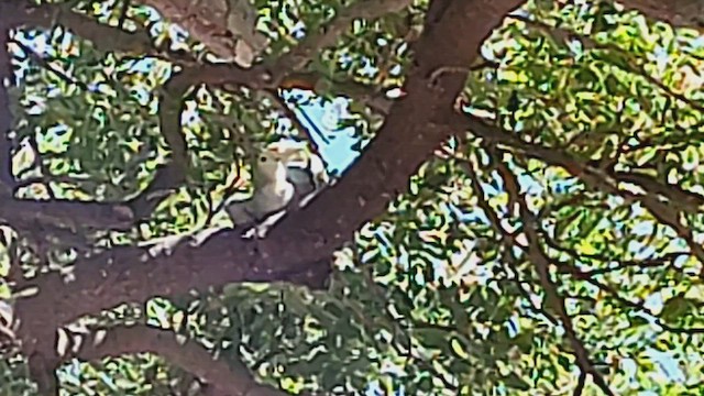 Rosy-faced Lovebird - ML494508911