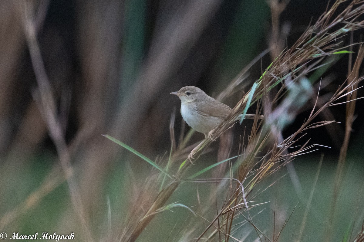 Siffling Cisticola - Marcel Holyoak