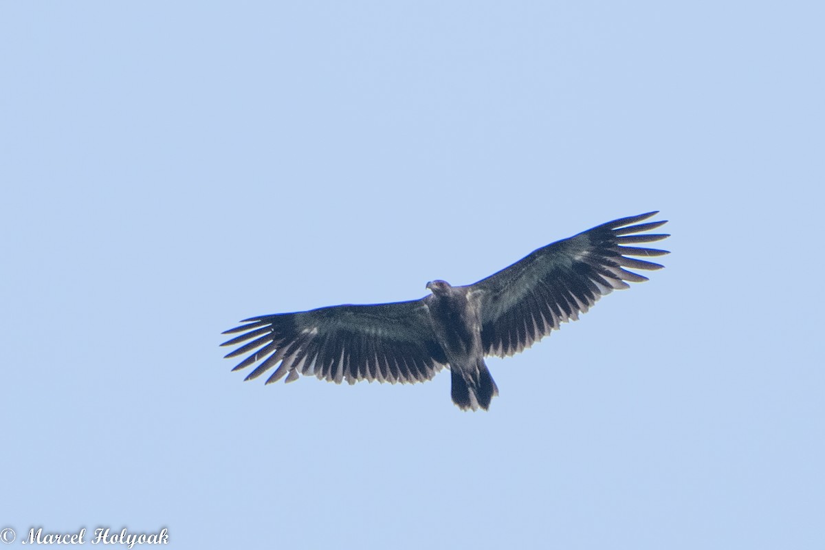 Palm-nut Vulture - ML494509631