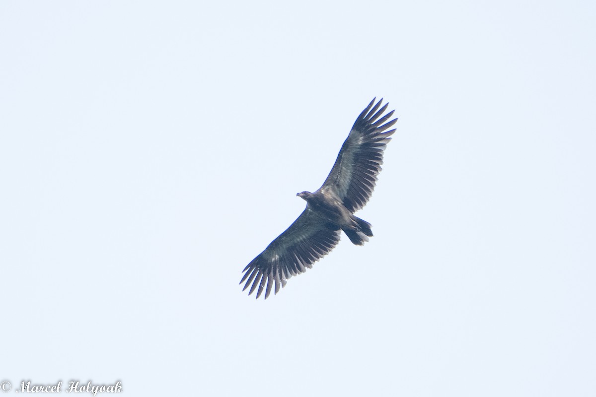 Palm-nut Vulture - Marcel Holyoak