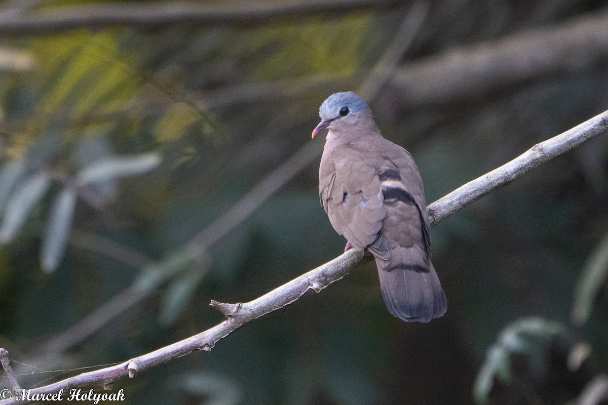 Blue-spotted Wood-Dove - Marcel Holyoak