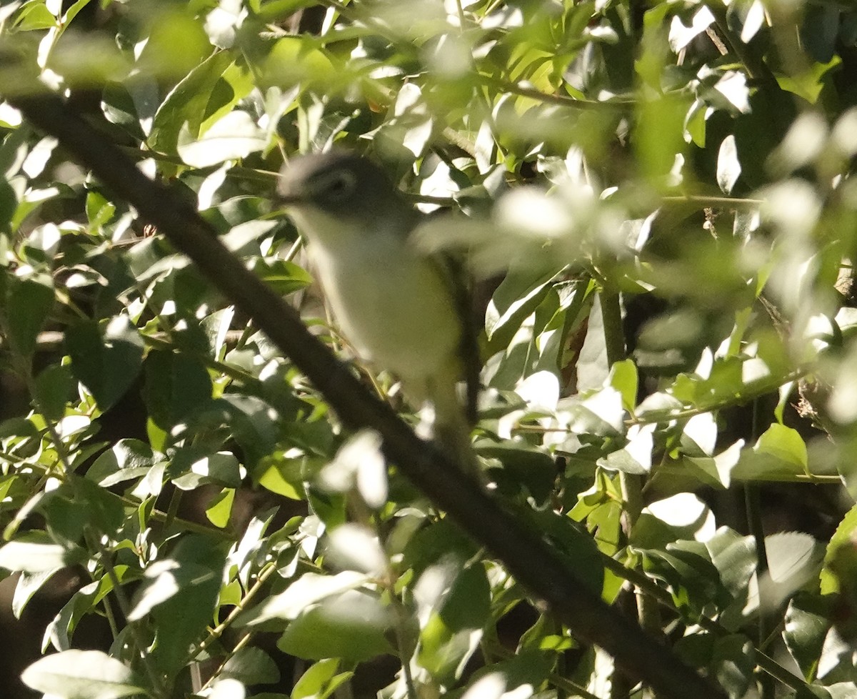 Blue-headed Vireo - ML494510551