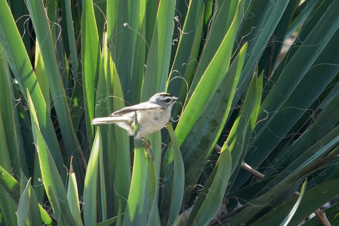 Golden-crowned Kinglet - ML494510701