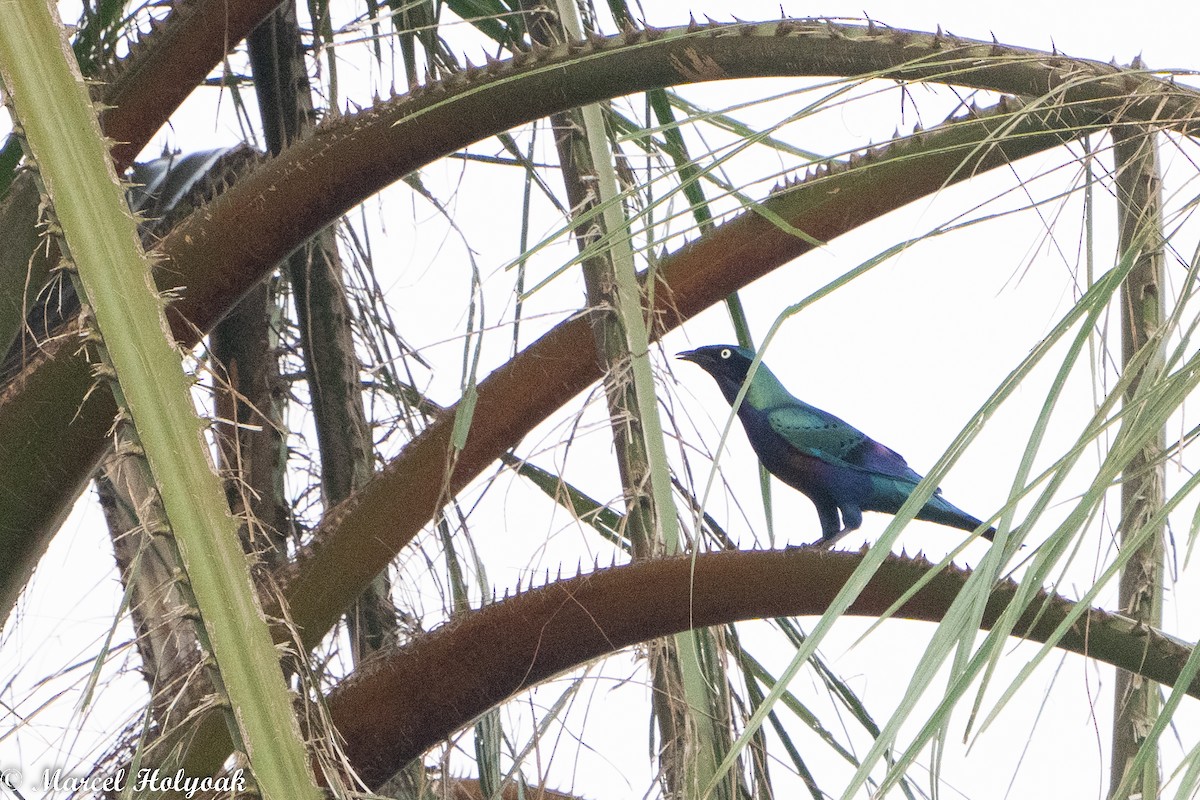 Splendid Starling - ML494510731