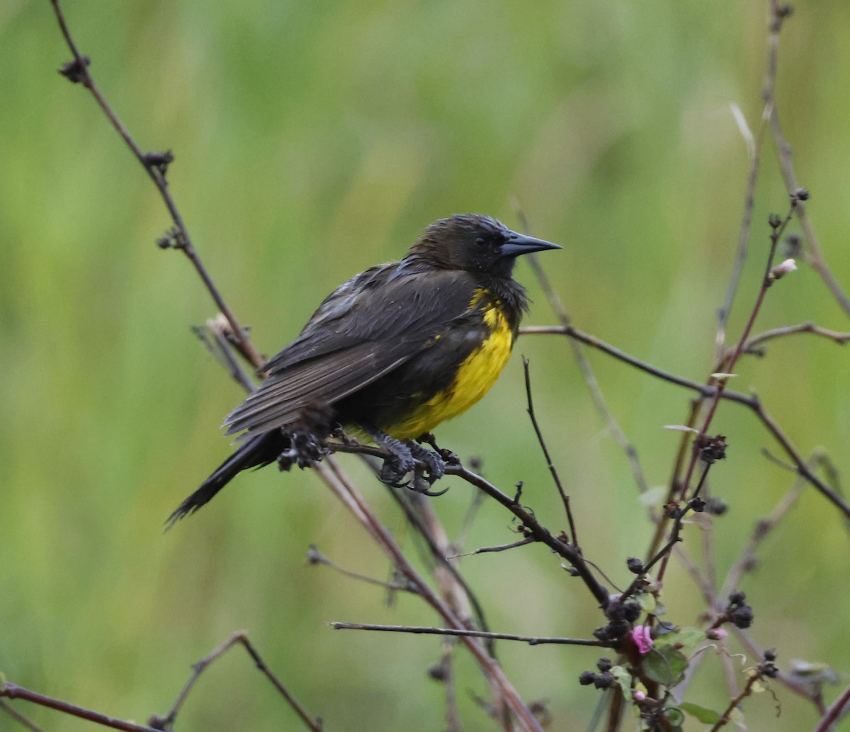 Brown-and-yellow Marshbird - ML494510831