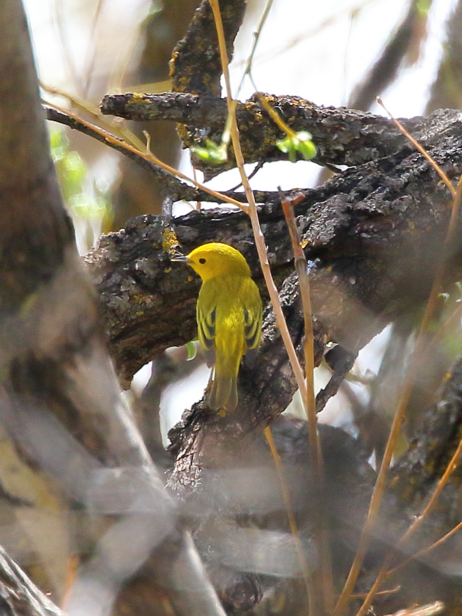 Yellow Warbler - ML494511151