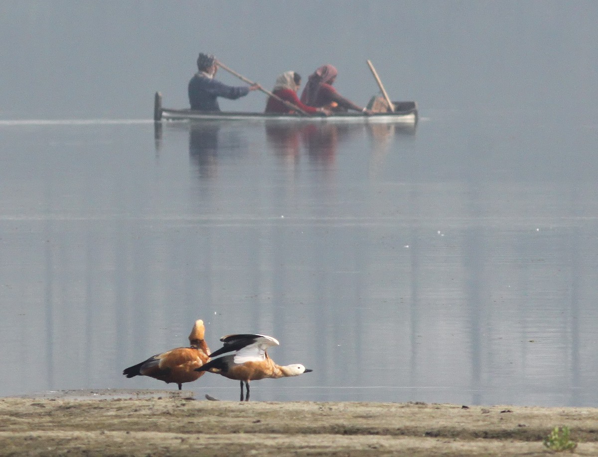 Ruddy Shelduck - ML49451181