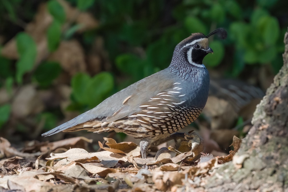 California Quail - ML494511921