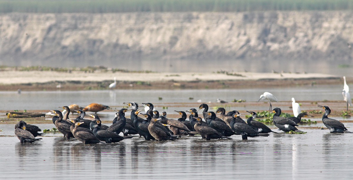 Great Cormorant - ML49451271