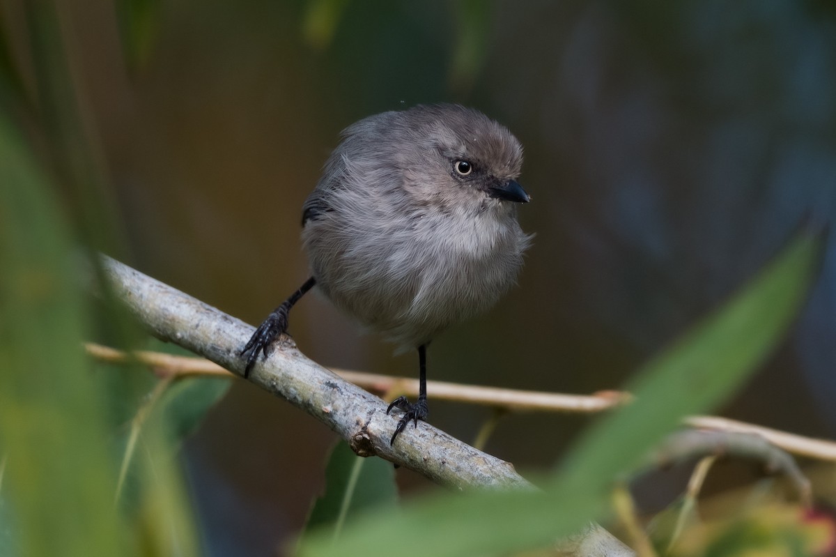 Bushtit - ML494513181