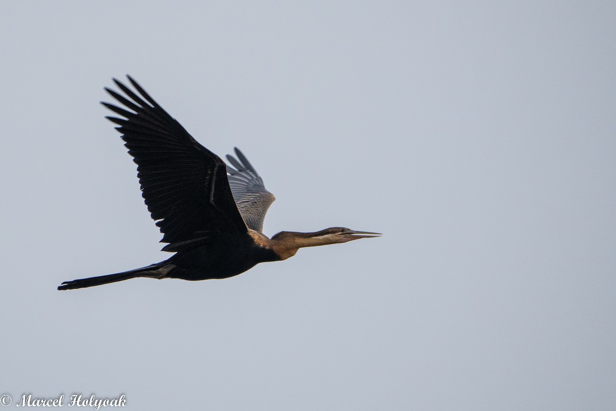 Afrika-Schlangenhalsvogel - ML494513271