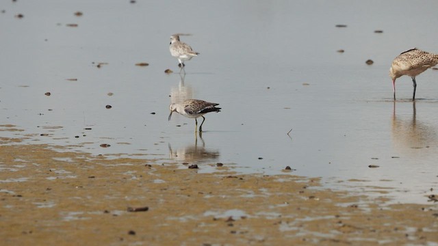 Short-billed Dowitcher - ML494513991