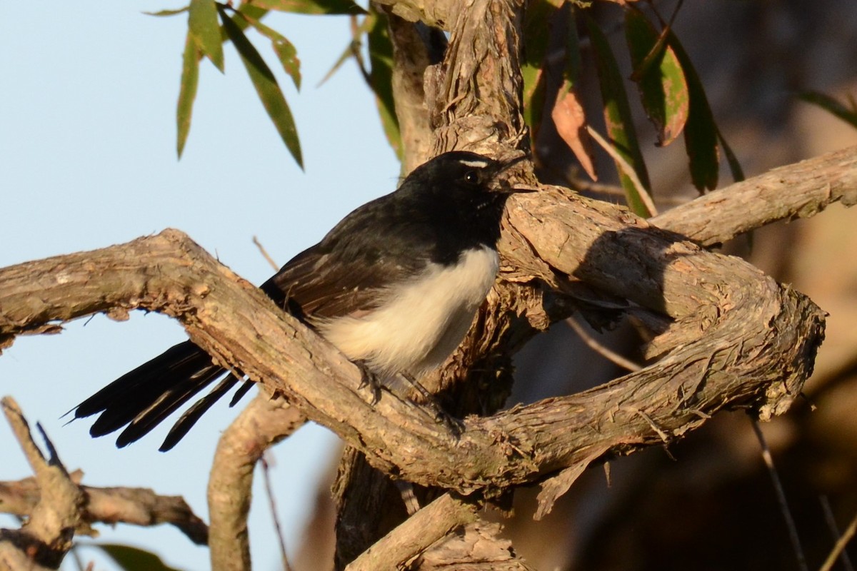 Willie-wagtail - ML49451411