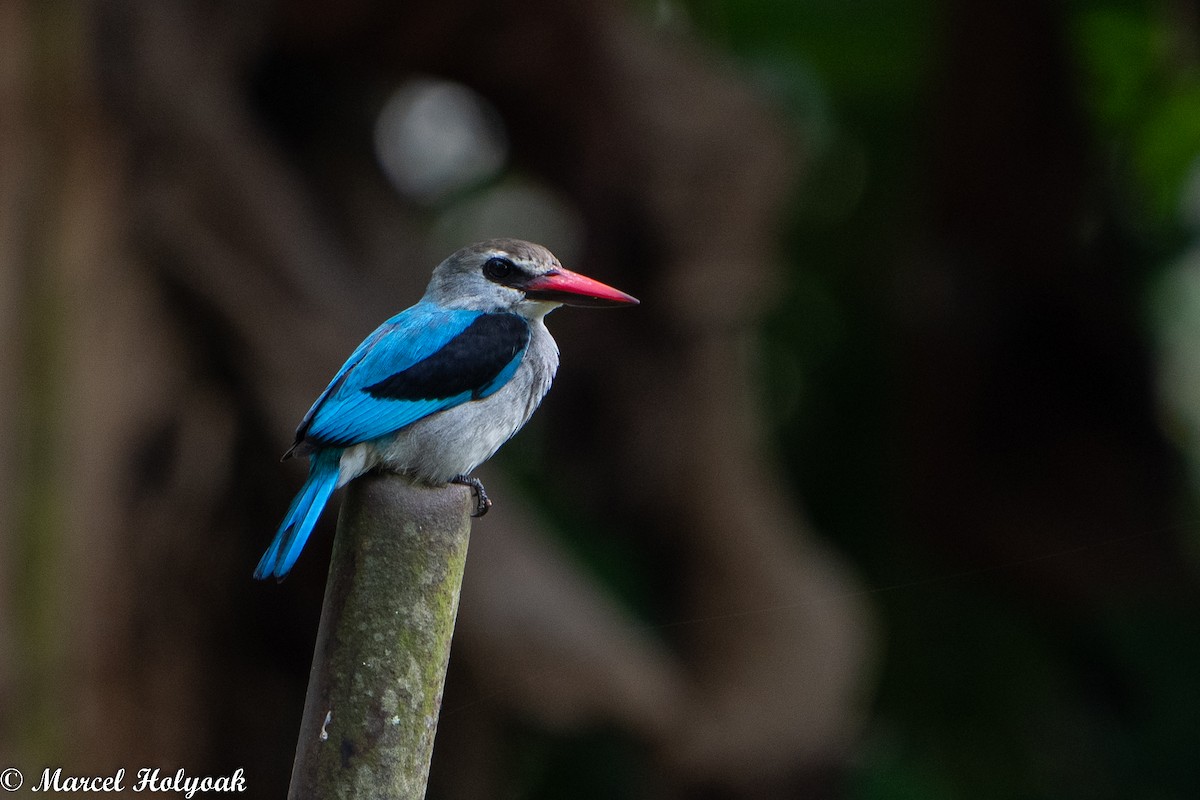 Woodland Kingfisher - ML494515181