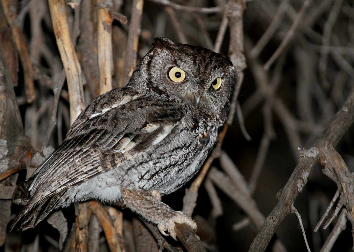 Western Screech-Owl - Matthew Grube