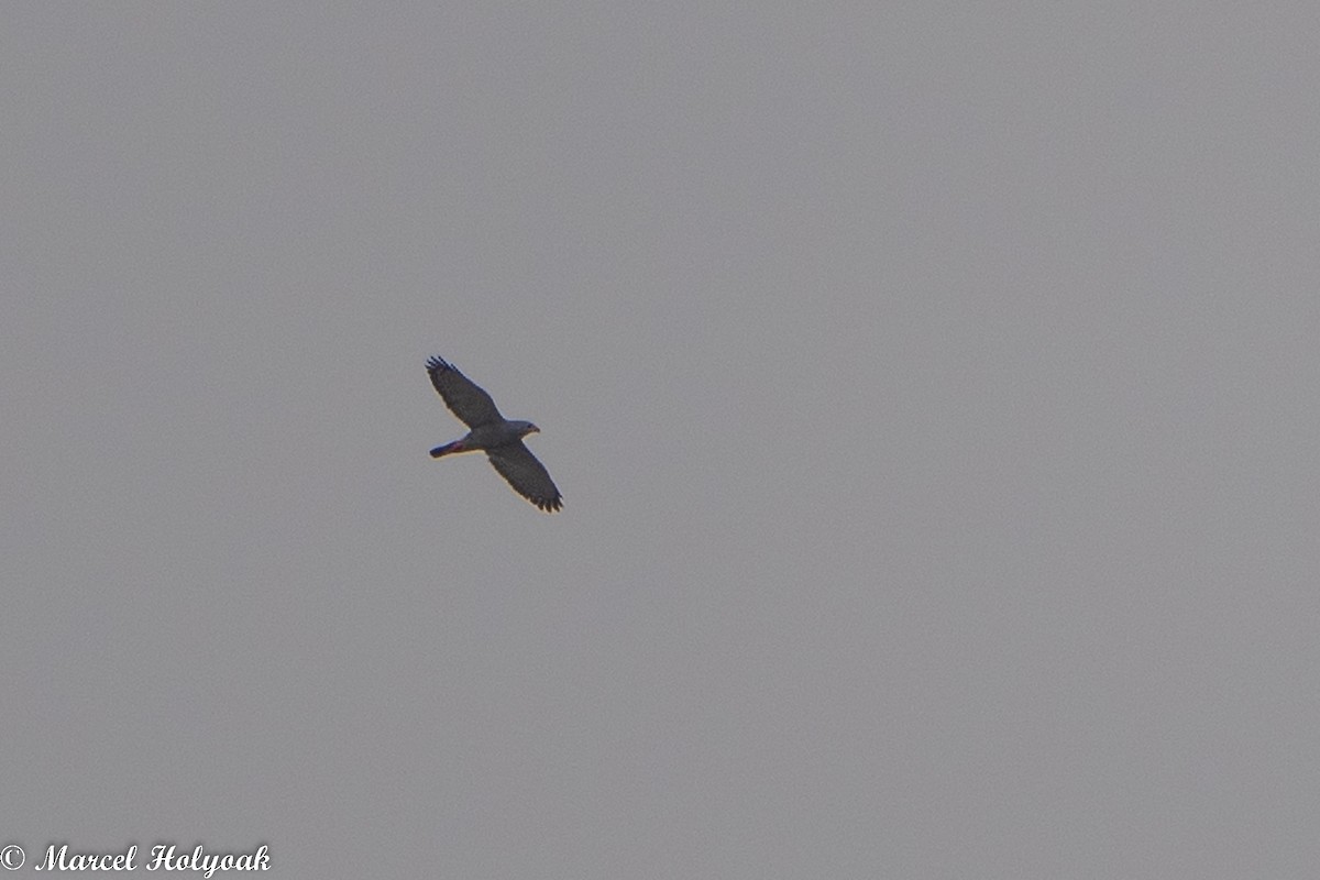 Lizard Buzzard - ML494515461