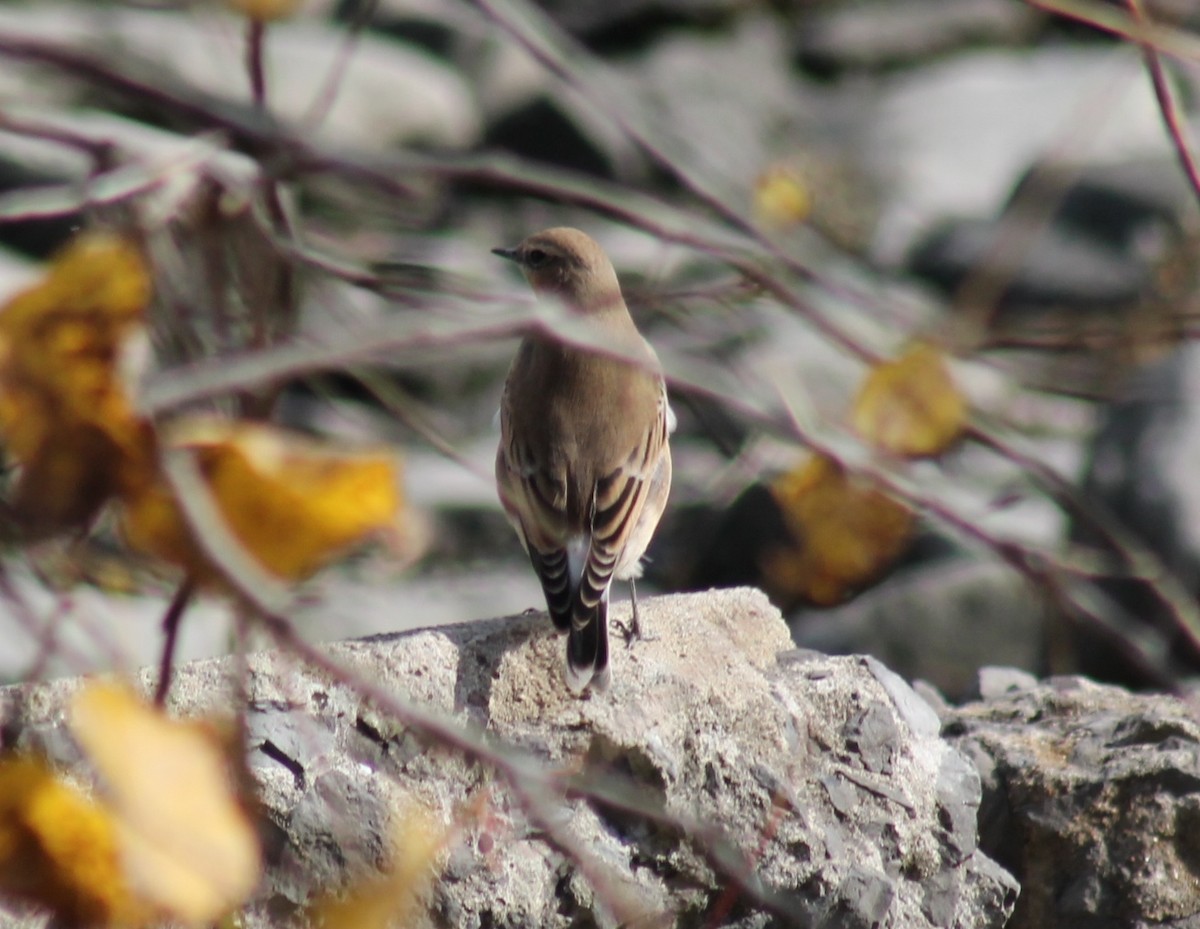 Northern Wheatear - ML494516271