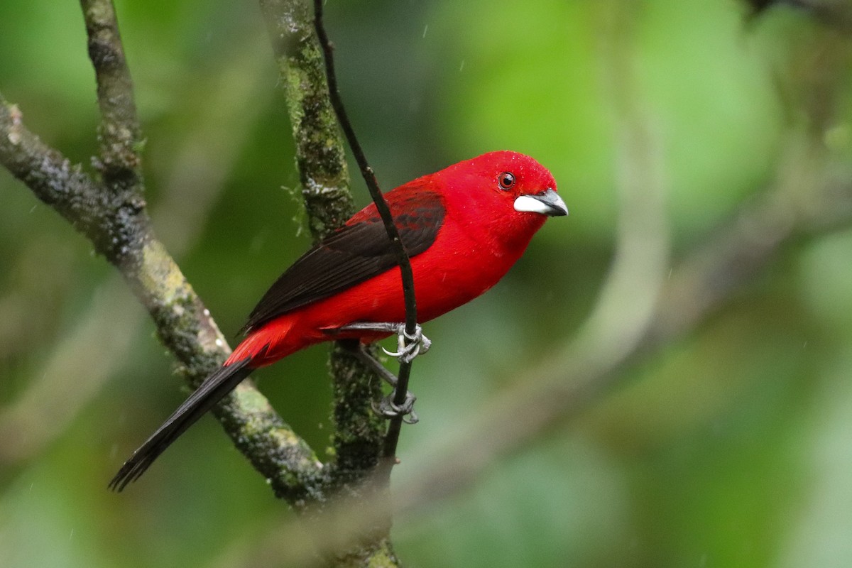 Brazilian Tanager - ML494516321