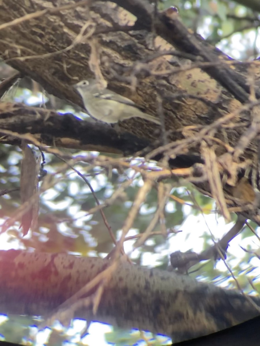 Plumbeous Vireo - Jacob Bagley