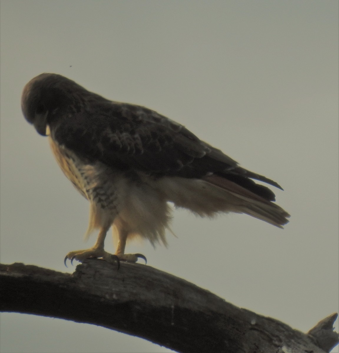 Red-tailed Hawk - ML494516921