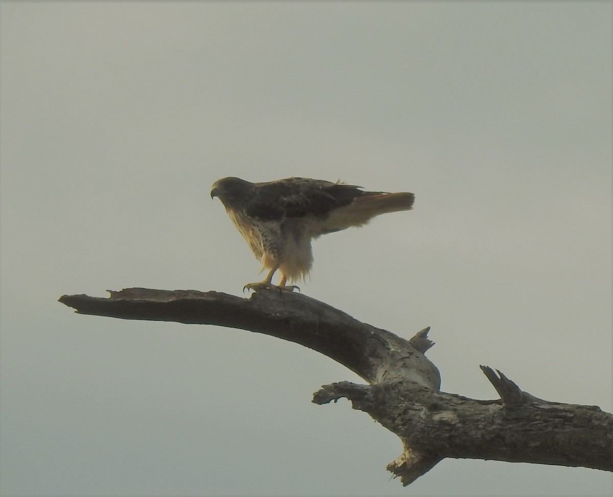 Red-tailed Hawk - ML494517091