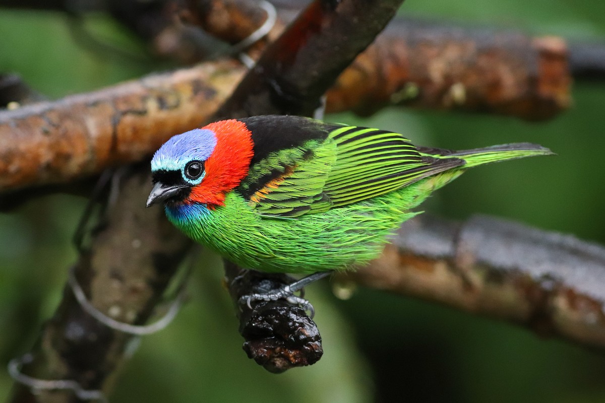 Red-necked Tanager - Luiz Alberto dos Santos