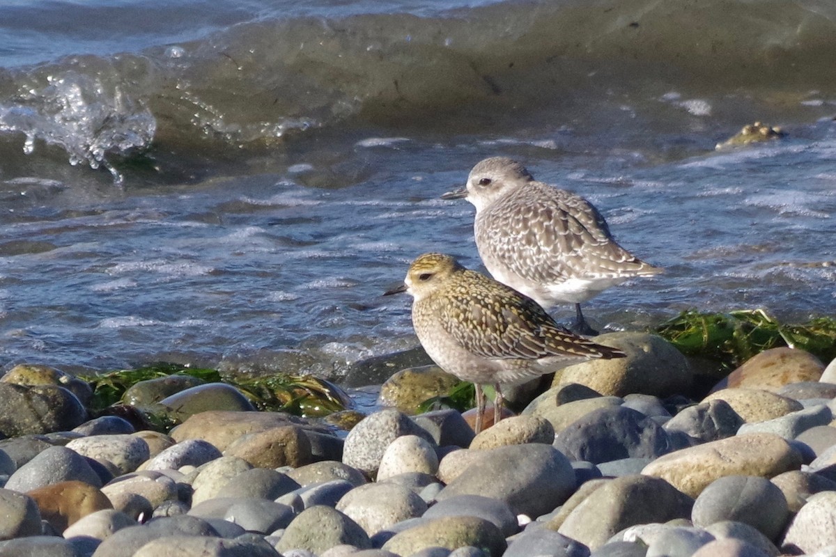 Pacific Golden-Plover - ML494517441