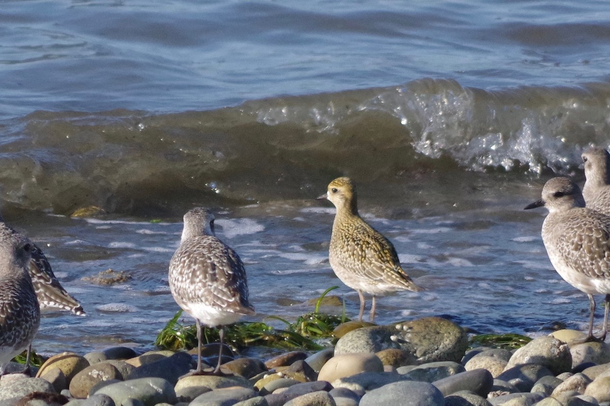 Pacific Golden-Plover - Alex Patia