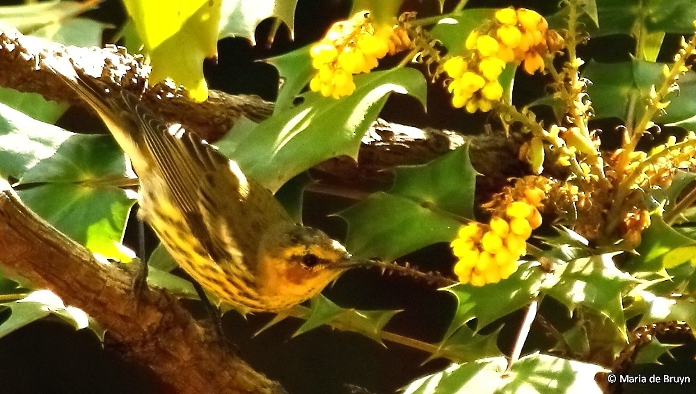 Cape May Warbler - ML49451751