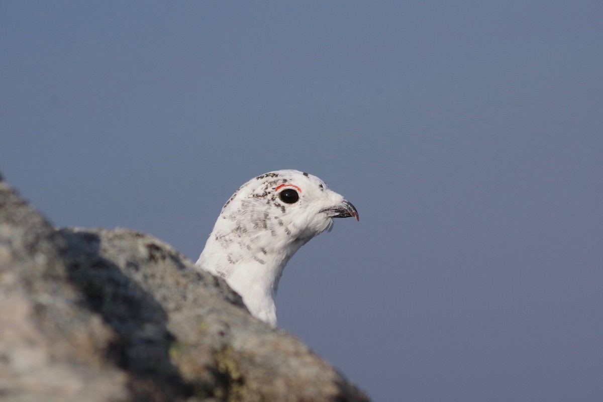 White-tailed Ptarmigan - ML494519801