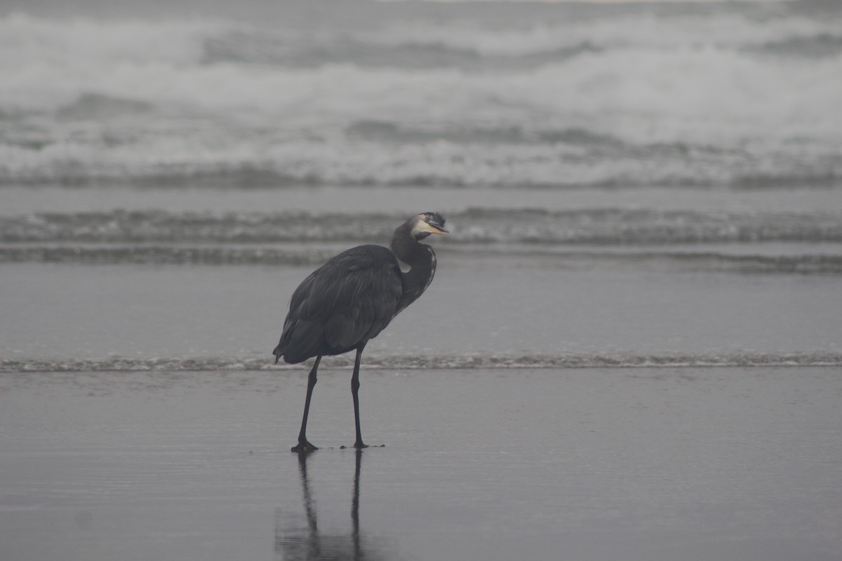 Great Blue Heron - Jesse Pline