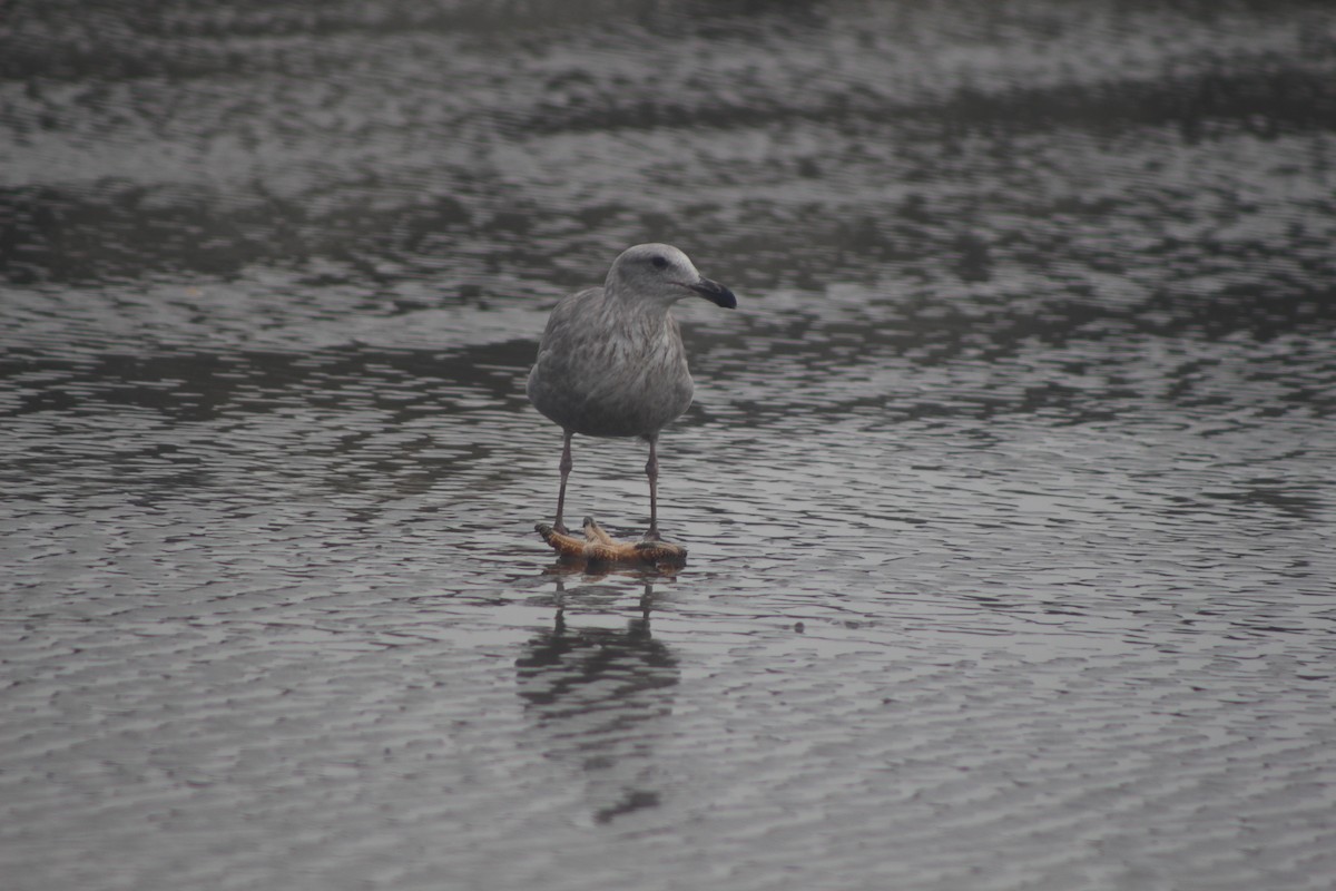 Western/Glaucous-winged Gull - ML494520241