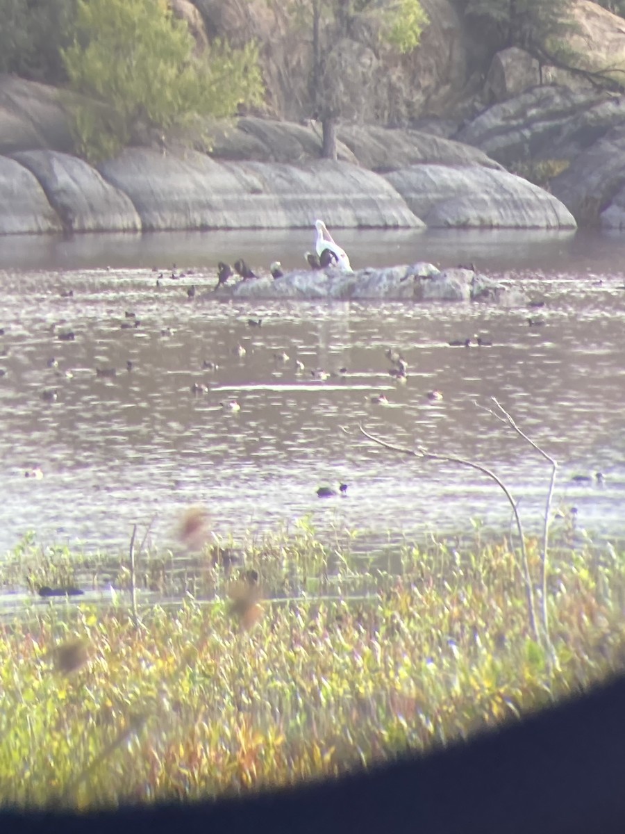 American White Pelican - ML494520581