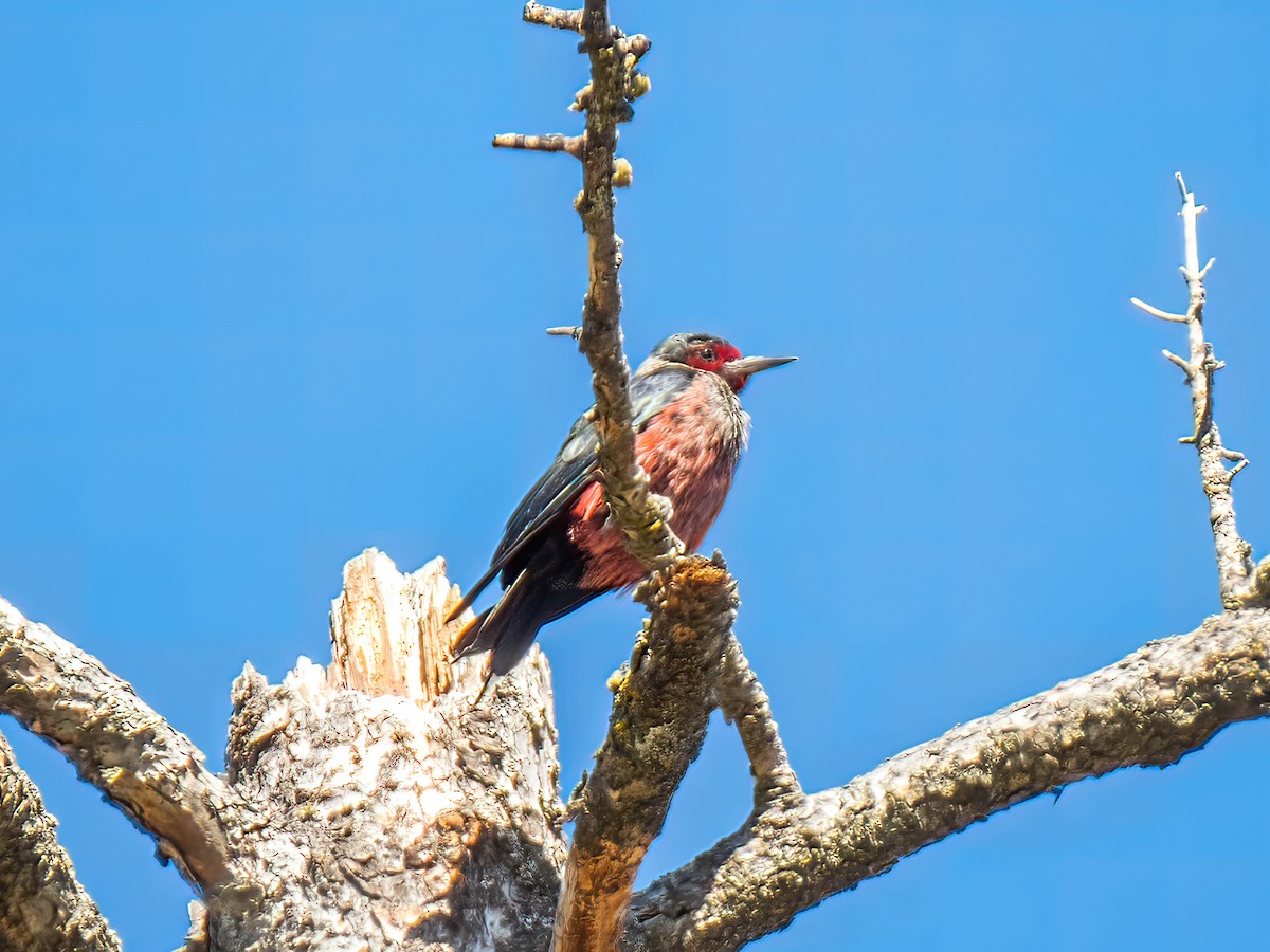 Lewis's Woodpecker - ML494520931