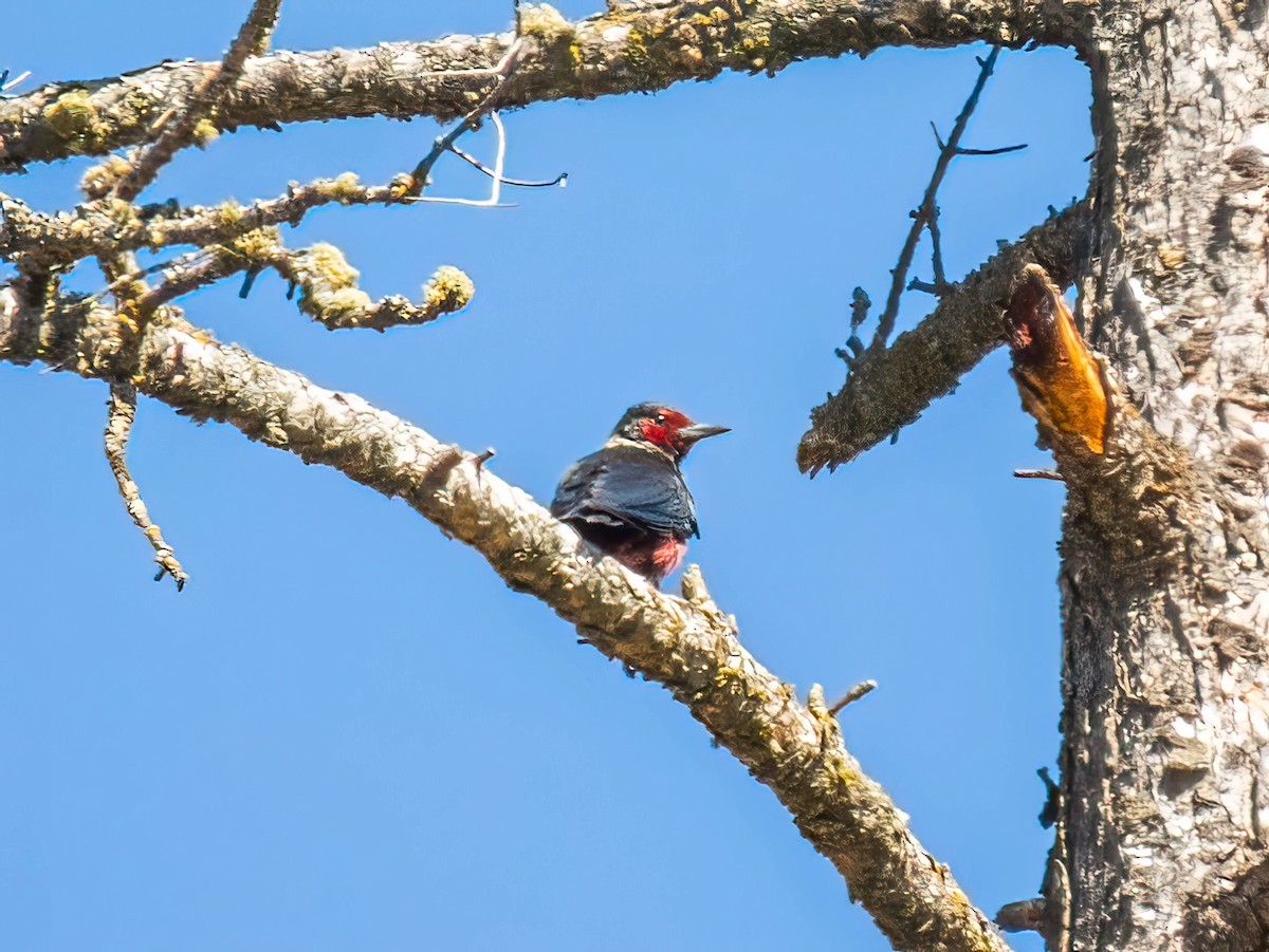 Lewis's Woodpecker - ML494520941