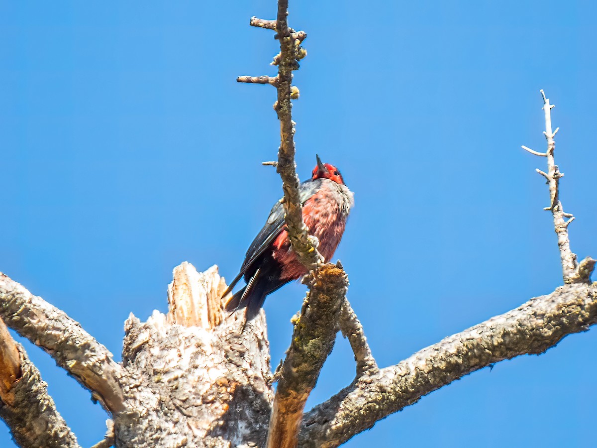 Lewis's Woodpecker - ML494520951