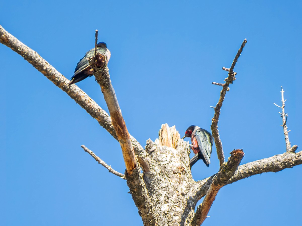 Lewis's Woodpecker - ML494520961