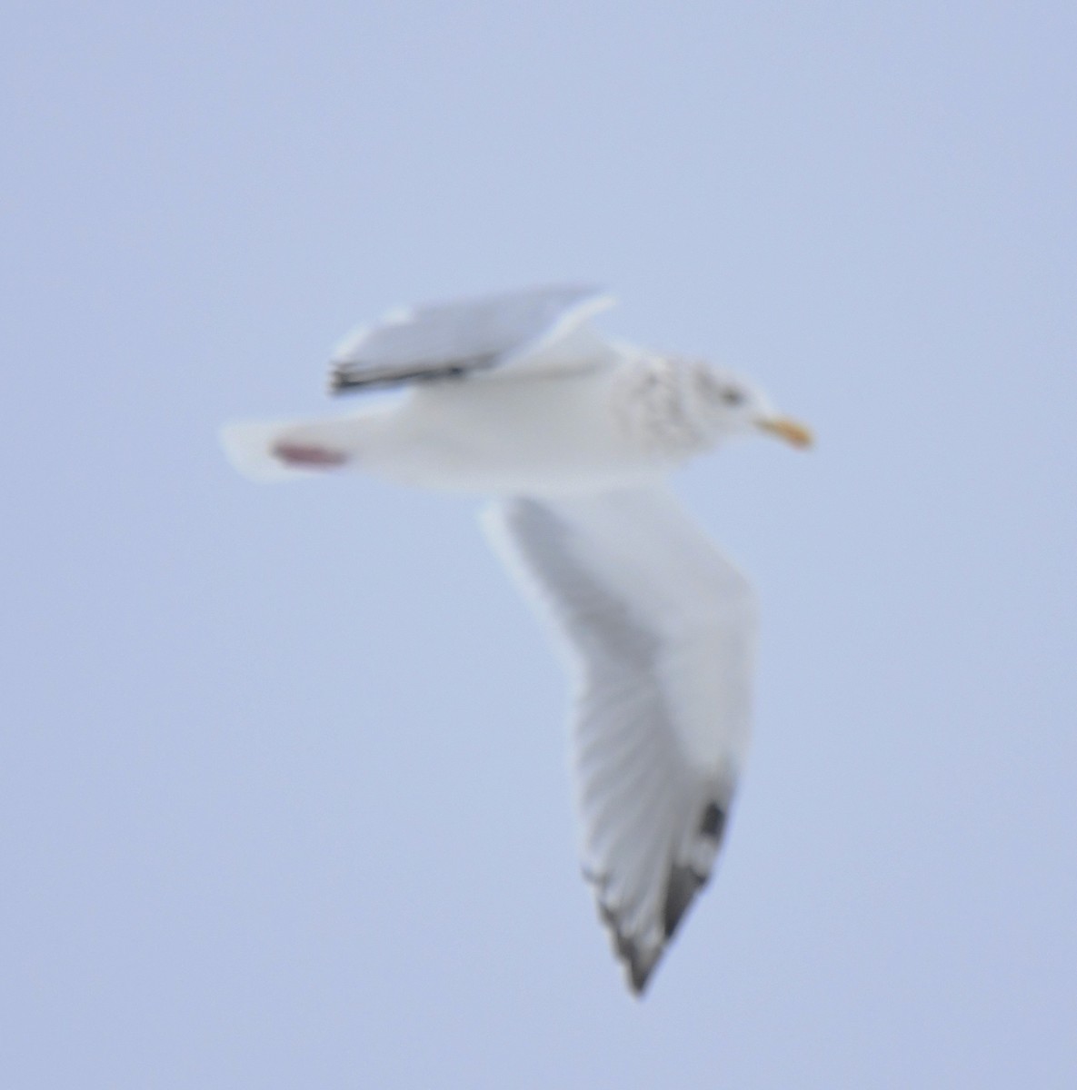 Herring Gull (American) - ML494521021