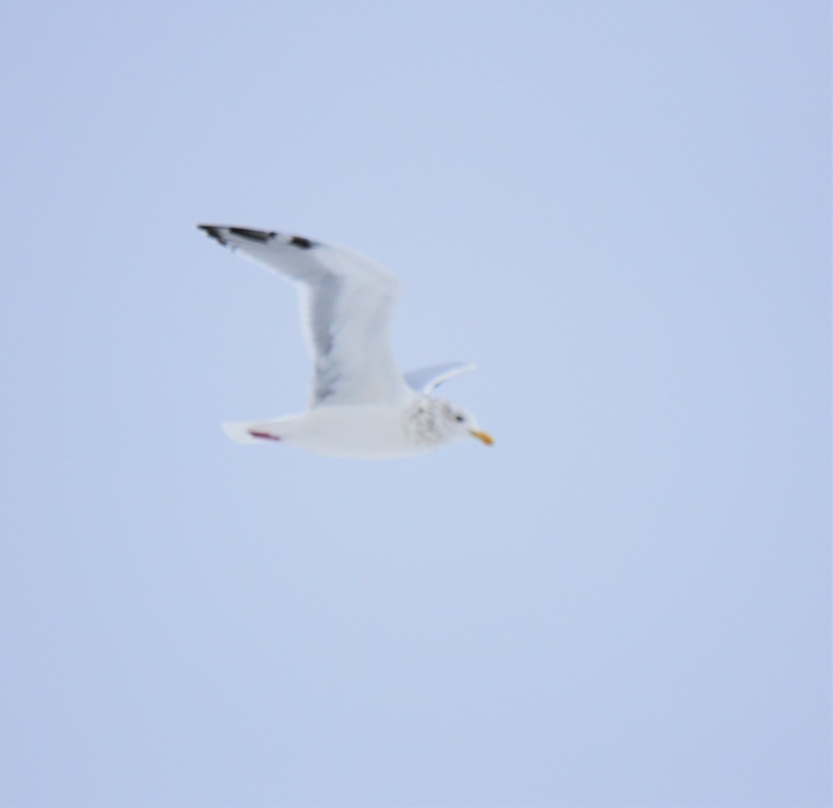 Herring Gull (American) - ML494521031