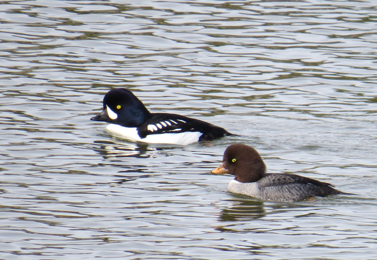 Barrow's Goldeneye - Chris O'Connell