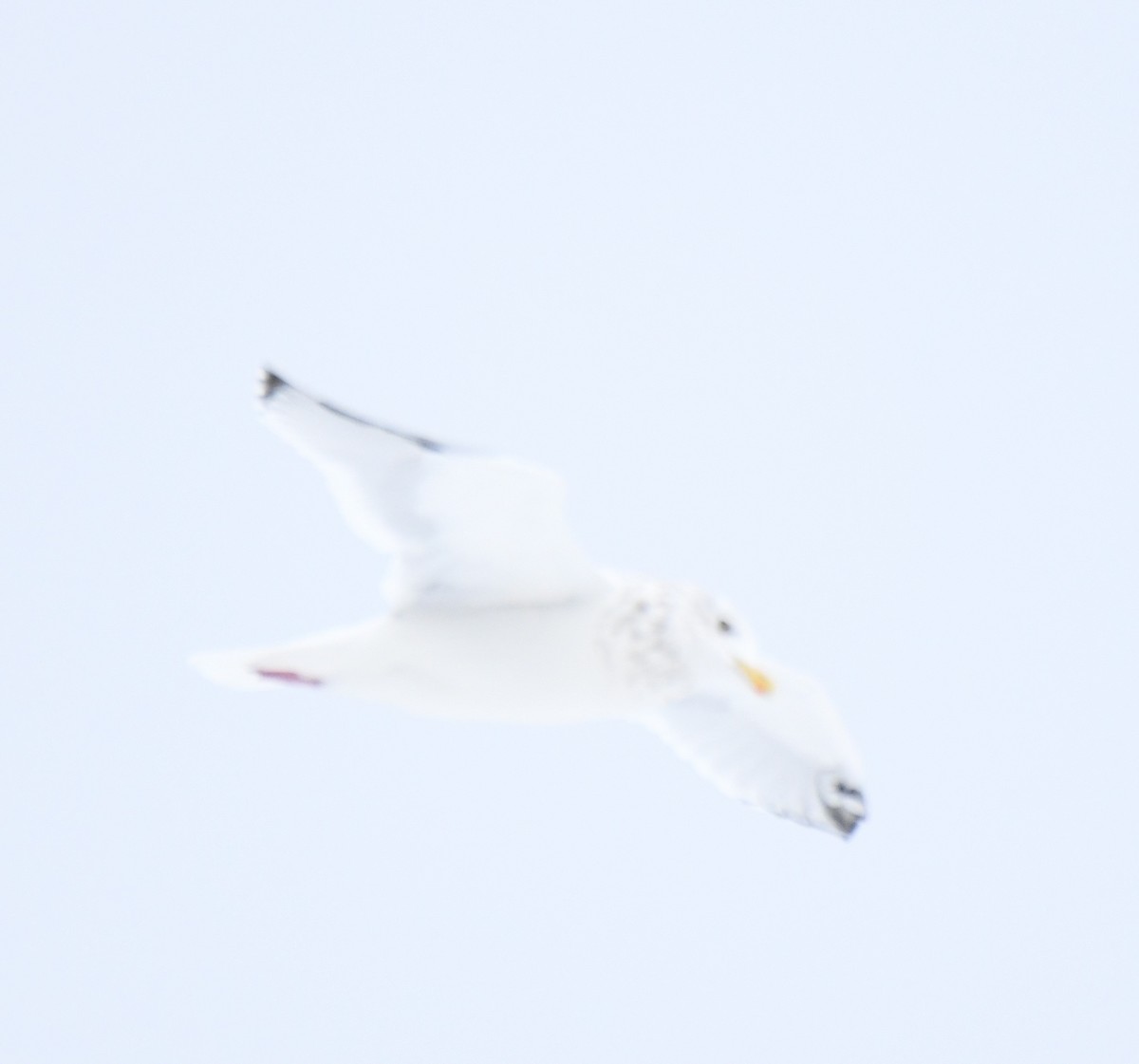 Herring Gull (American) - ML494522801