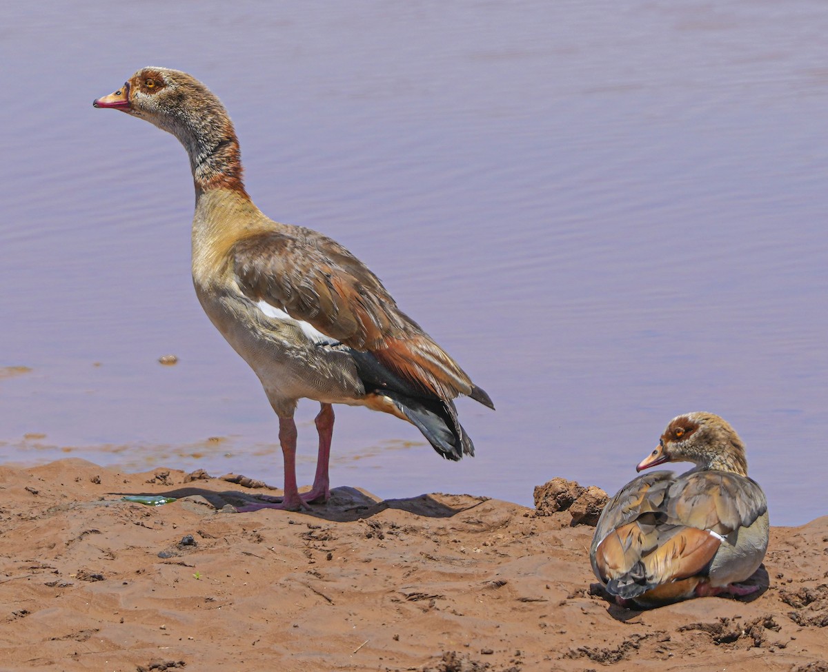 Egyptian Goose - ML494522901